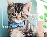 adjustable colorful cats and small dogs collar with bell